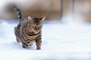 Bengal Cat running in Snow: Bengal Cat running in snowy Garden
