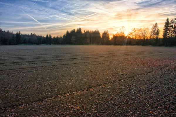 November Sunset on Field: November Sunset on plowed Field, Sun behind Trees and Forest