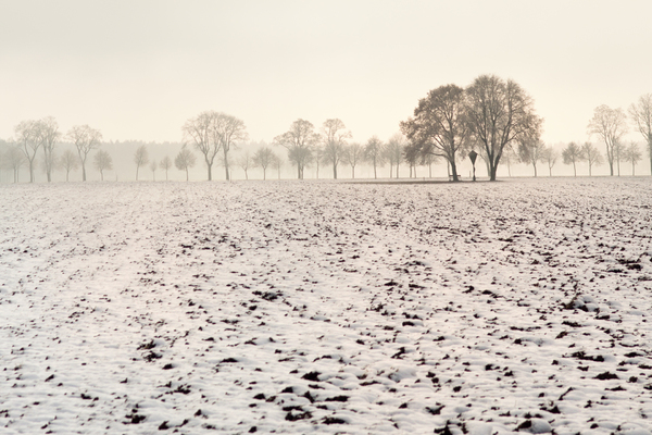 Trees in Foggy Winter Landscap: Snowy Fields with Trees in Mist
