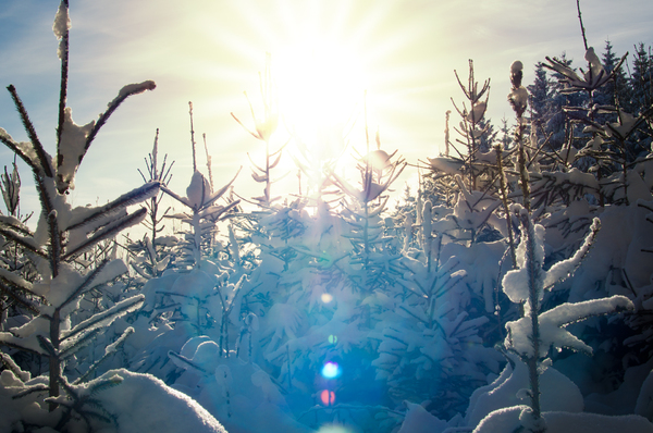 Sunburst in snowy Spruce Fores: Winter Sunburst in snowy Spruce Forest