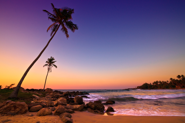 Sunset on Palm Beach: Sunset on Beach with Coconut Trees, Sri Lanka