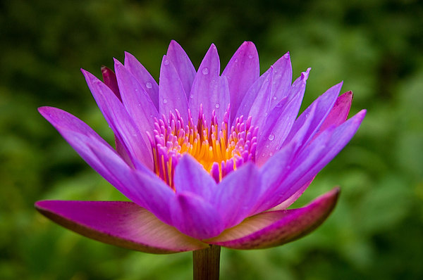 Waterlily - blue Lotus: Sri Lanka´s famous blue Waterlily