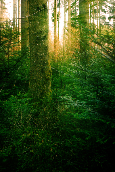 Sunlight in deep green Forest: The Sun shining through  the Pine- Forest, the Ground is covered with deep green young Trees and Moss