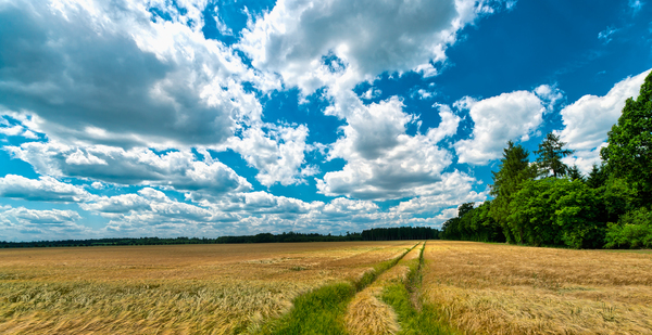 Fields and Blue Sky: Blue Sky with white Clouds above Grain FieldsBavaria near Munich, germany