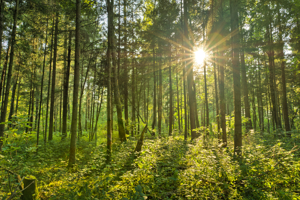 Fairytale Forest - Sunburst: Sunburst in natural Spruce Forest - Fairytale Mood