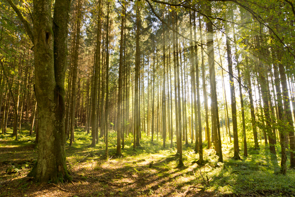 Forest Sunburst: Sun shining into lush green Forest