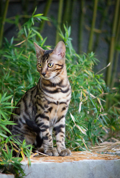 Bengal Cat sitting in Front of: Young Bengal Cat sitting in Front of Bamboo Plant