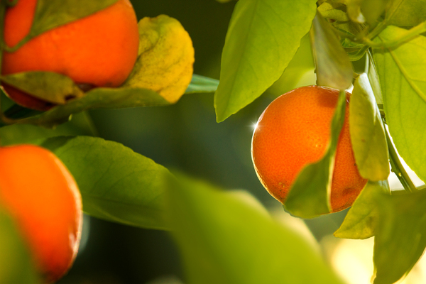 Tangerines on a Tree: Tangerines on a Tree