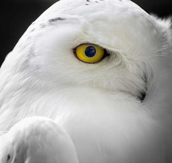 Snow Owl - Eye: Yellow Eye of a Snowy Owl