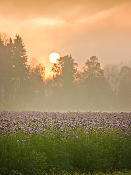 Scorpionweed Field at Sunset, : Scorpionweed Field at Sunset, Misty Atmosphere