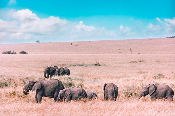 Elephants in Masai Mara: Elephants in Kenya, analogue Film Shot from 1995, Minolta 7000 AF with Minolta AF 70-210 Beercan