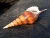 Sea Shell in the morning: Golden hues on the Sea Shell, in the bright morning sun.