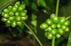 Green Coffee Beans: no description