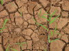 Cracked Earth: Fresh Green Grass on Dried Earth