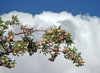 Apples: Apple Orchard, Ladakh.