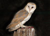 Barn Owl: The most wide spread owl, and probably has the most names for a bird!  (check the keywords for the names)
