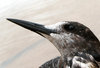 The Sooty Tern: no description