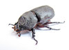 Rhinoceros beetle: 