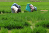 Jardineras en el campo de arroz: 
