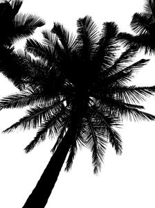 Coconut tree: Coconut tree silhouette