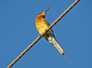 Bee-eater: No description