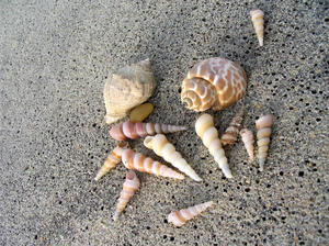 bunch of shells: sea shells on the beach at Mangalore, India. 