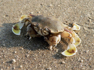 Crab on the sands: yellow crabs on the sands, on a bright sunny morning.