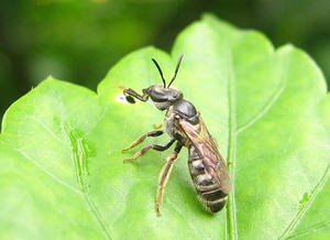 Honey Bee: Honey Bee resting on a leaf