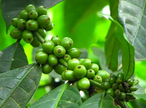 Granos de café verde: 