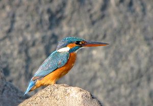 Kingfisher comum: 