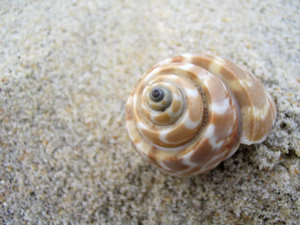 Shell en la playa: 
