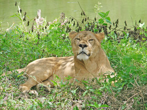 Lioness: 