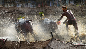 Buffalo Race: Kambala or Kambla is a traditional simple buffalo race in muddy waters, mostly a paddy field. It is the native sport of Tulu Nadu region of South India.