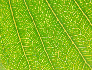 Leaf details: 
