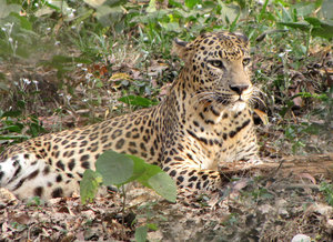 Leopard: 
