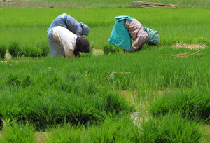 Jardineras en el campo de arroz: 