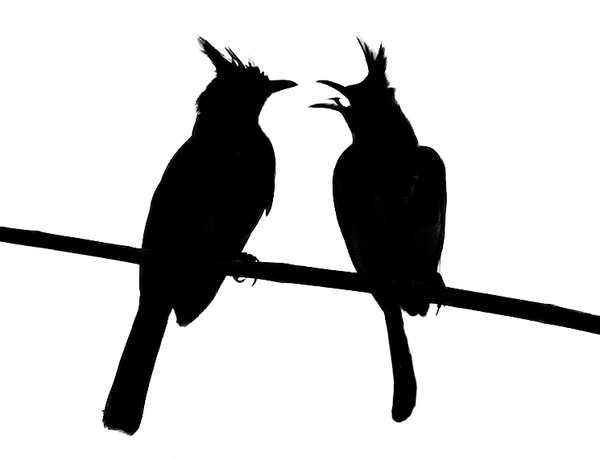 Silhouette of birds: Silhouette of a pair of Bulbuls