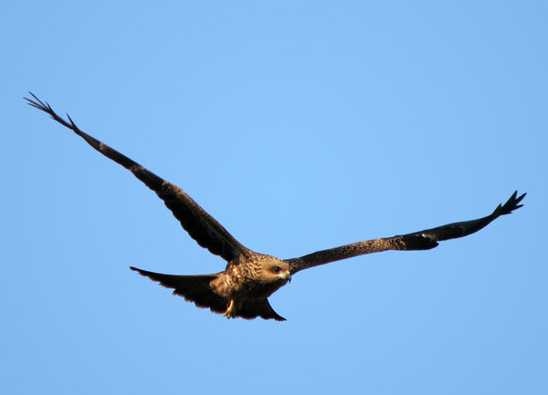 Kite in flight: A Pariah Kite or the Black Kite in flight