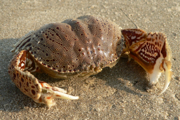 Crab: Magnificient patterned Crab on the sands.