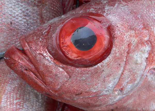 bloodshot eyes: bloodshot eyes of a fish