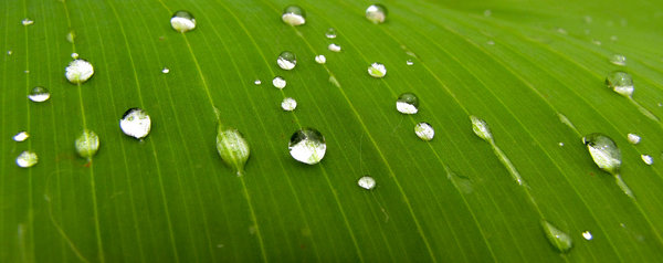 Dew Drops: 