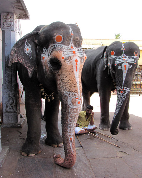 Temple Elephants: 