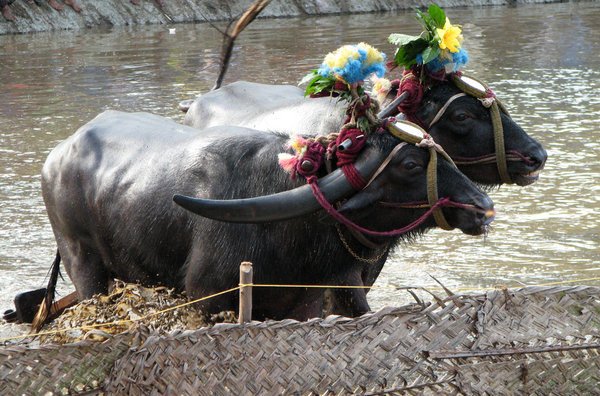 Buffalo Race: Kambala or Kambla is a traditional simple buffalo race in muddy waters, mostly a paddy field. It is the native sport of Tulu Nadu region of South India.