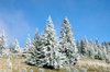 winter trees: trees in mountains with frost