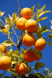 naranjas en un árbol: 