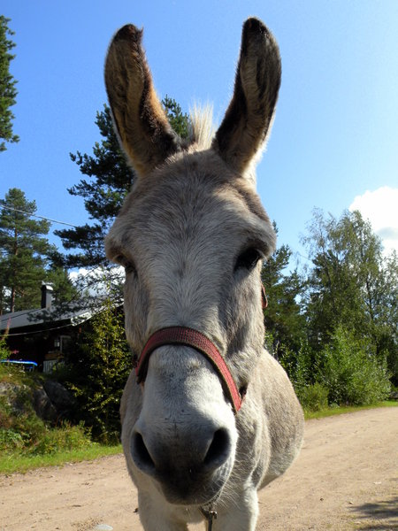 Donkey: no description