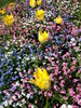 Spring Flowers: Tulips and forget-me-nots