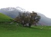 New Zealand Scene: Grass, sheep, mountains, Otago, New Zealand