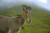 The wild goat 2: The Nilgiri Tahr