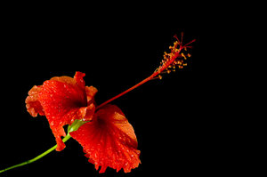Red hibiscus: Red hibiscus